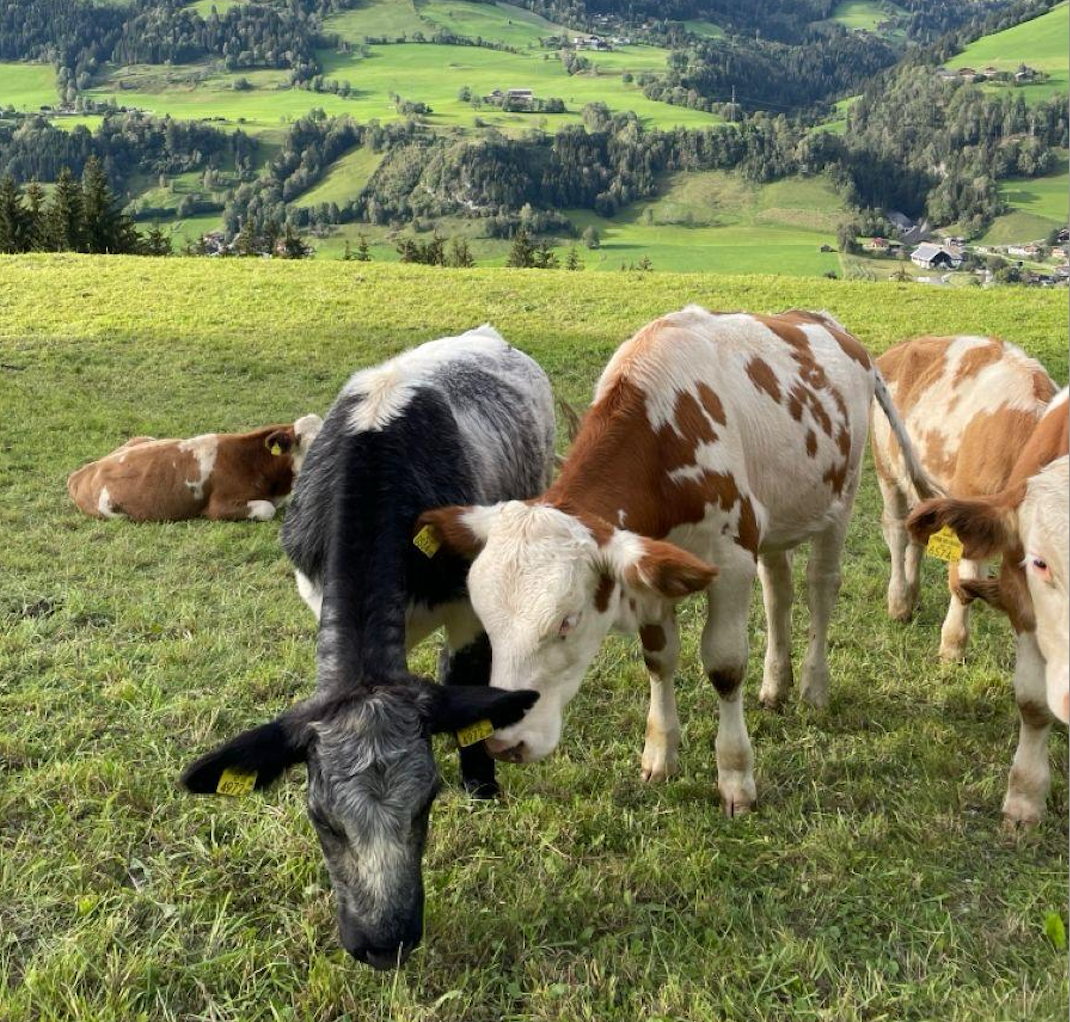 Cows grazing in a scenic pasture, representing the natural source of bovine collagen. Highlights benefits of bovine collagen for joint, skin, and gut health.