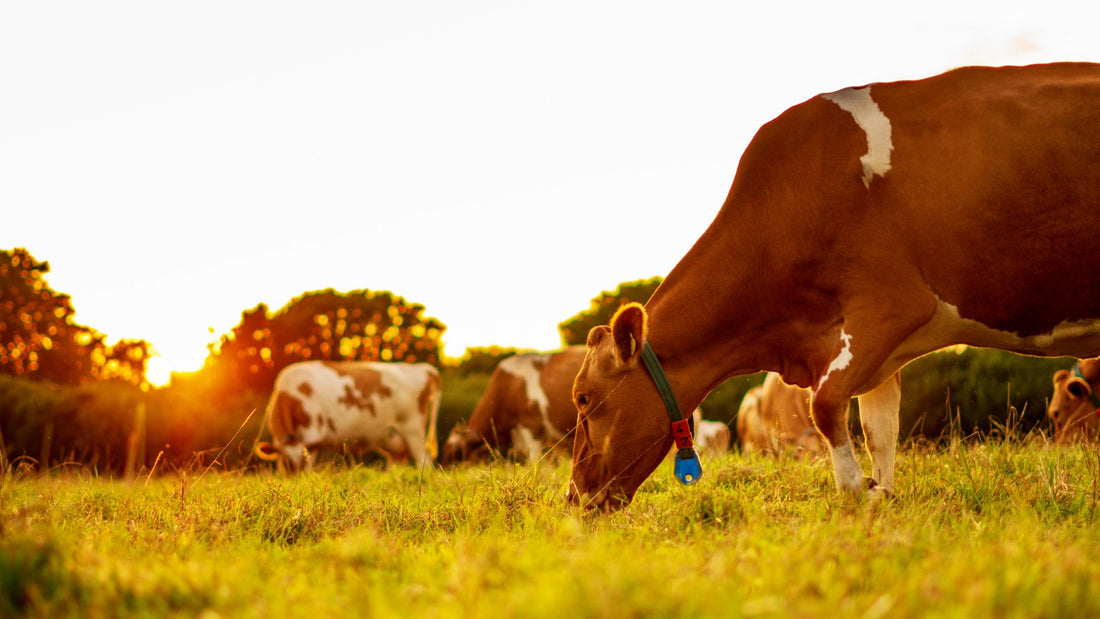 Why eat grass-fed meat?