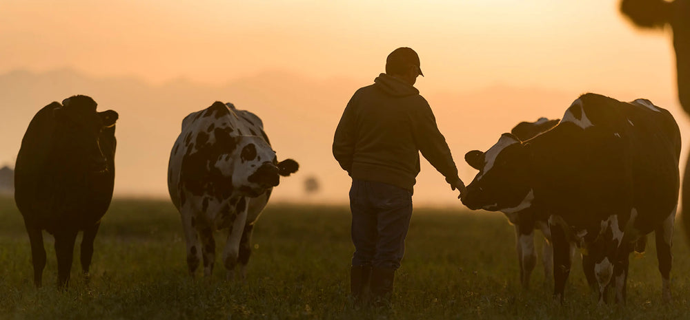 The truth about beef: grain-fed vs. grass-fed vs. regenerative